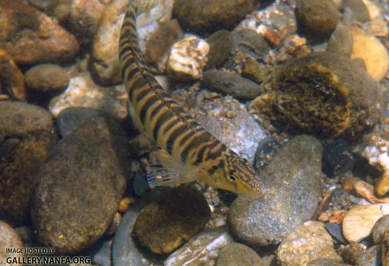 Logperch.JPG