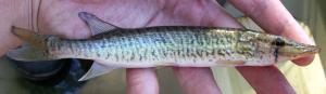 Grass Pickerel