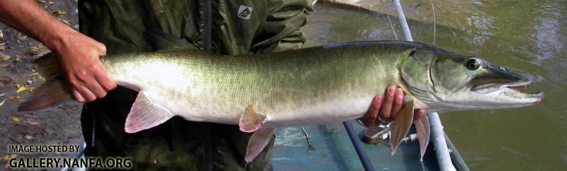 Muskellunge