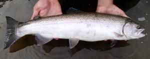 Oncorhynchus mykiss irideus