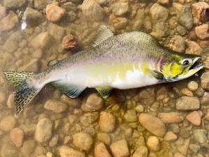 Oncorhynchus