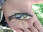 Lake Cuitzeo Jeweled Splitfin - Xenotoca cf variata