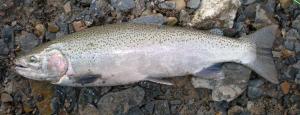 Coastal Rainbow Trout