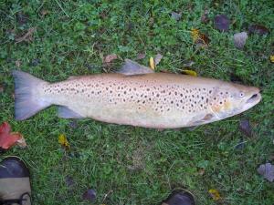 Brown Trout