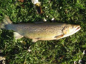 Brown Trout