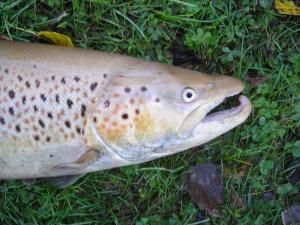 Brown Trout