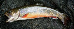 Brook Trout