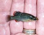 Tarascan Splitfin - Zoogoneticus purhepechus