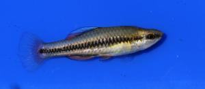 Bluefin Killifish