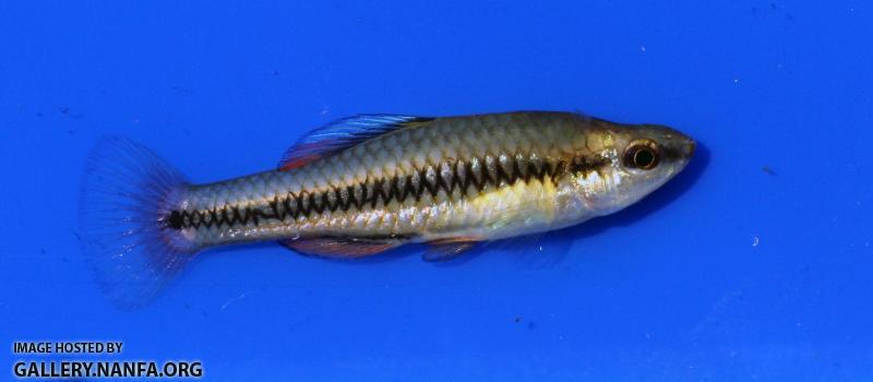 Bluefin Killifish