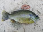 Green Sunfish (76)