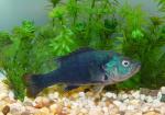 Green Sunfish Blue Morph 