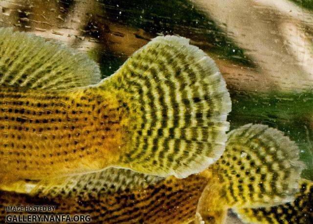 Fantail Darters (Etheostoma flabellare) tails