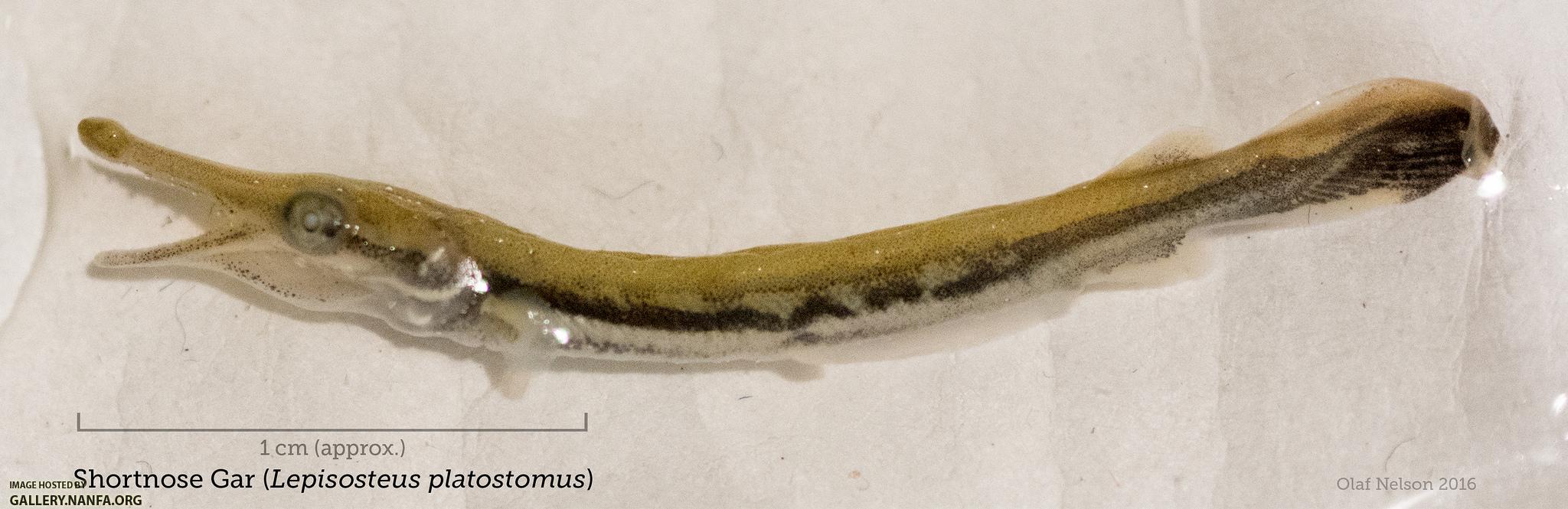 Young-of-the-year Shortnose Gar (Lepisosteus platostomus)