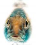 Orangethroat Darter (Etheostoma spectabile)