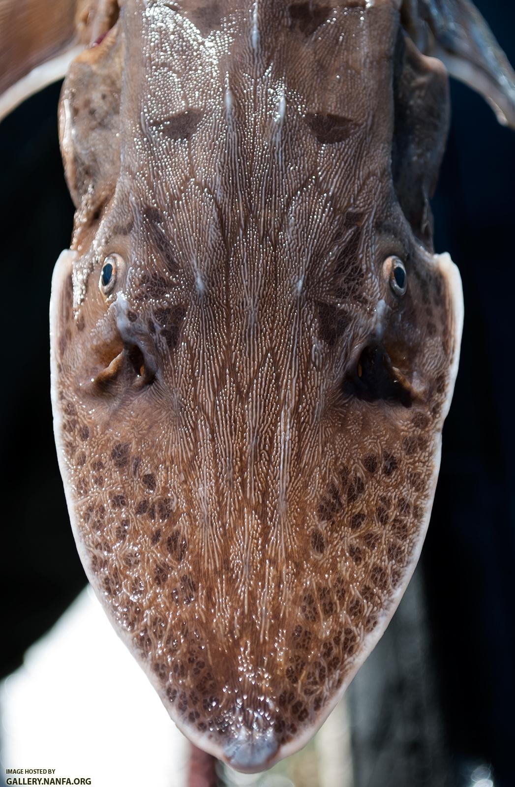 Shovelnose Sturgeon (Scaphirhynchus platorynchus)