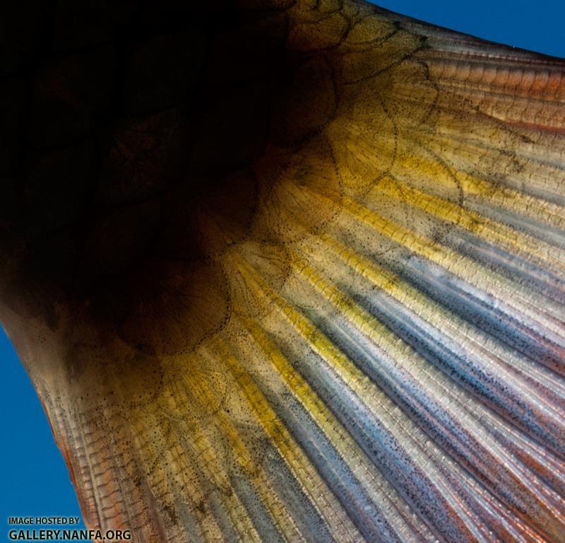 Shorthead redhorse (Moxostoma macrolepidotum) peduncle