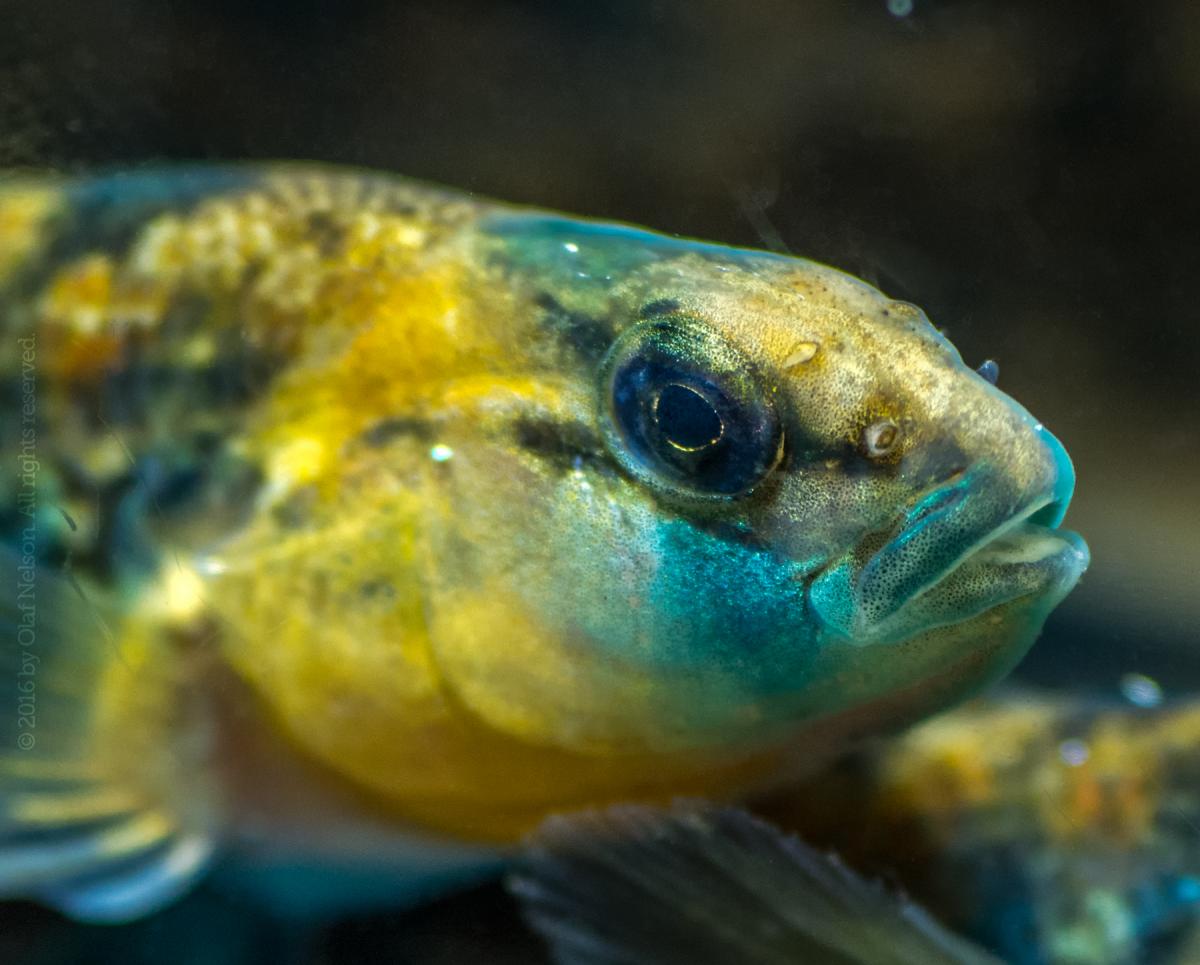 Orangethroat Darter (Etheostoma spectabile)