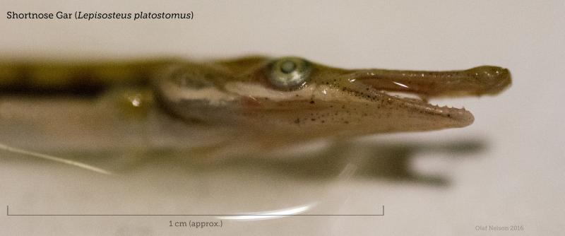Young-of-the-year Shortnose Gar (Lepisosteus platostomus)
