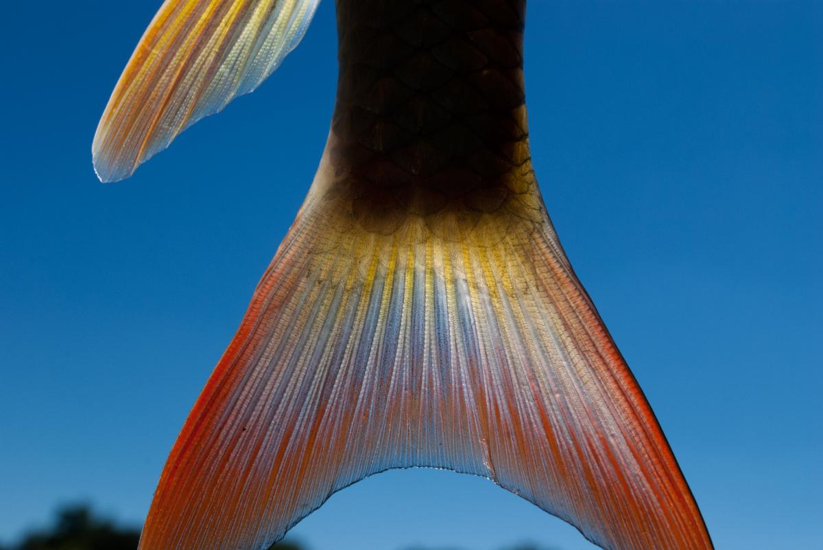 Shorthead redhorse (Moxostoma macrolepidotum) tail