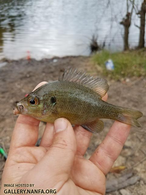Juvenile, 2/25/18 (Congaree River Basin), SC