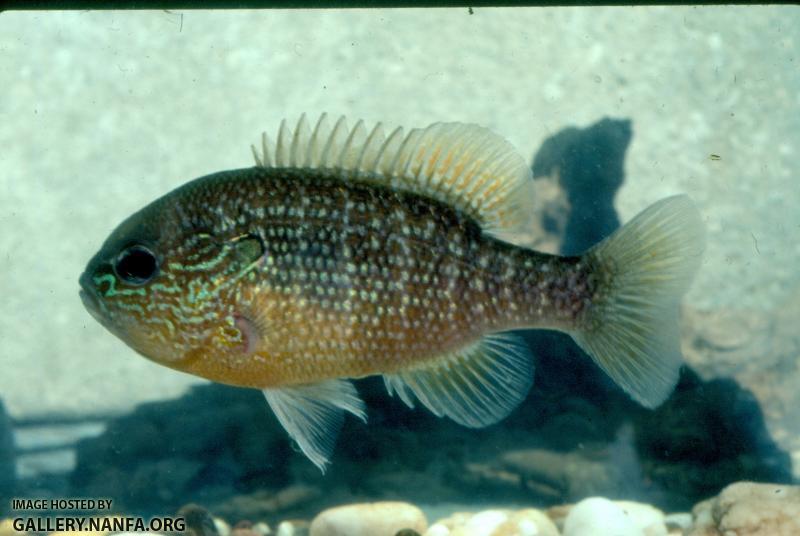 Bantam Sunfish (3)