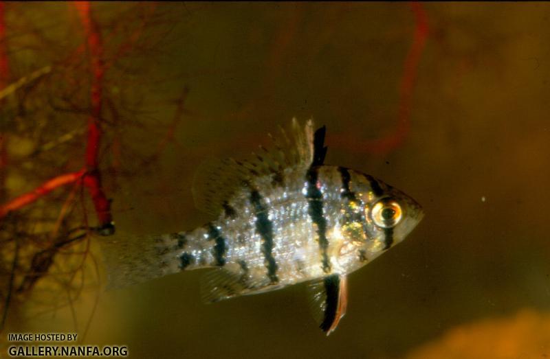 Blackbanded Sunfish (2)