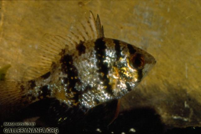 Blackbanded Sunfish (3)