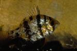 Blackbanded Sunfish (3)