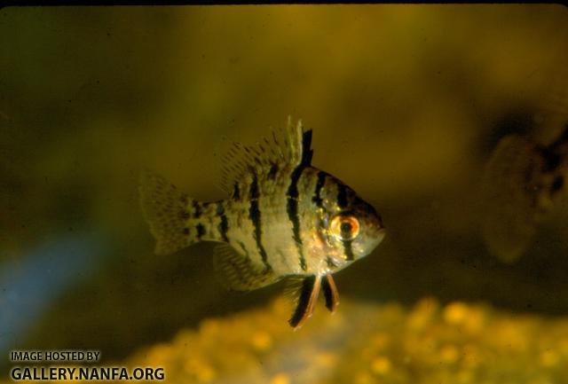 Blackbanded Sunfish (4)