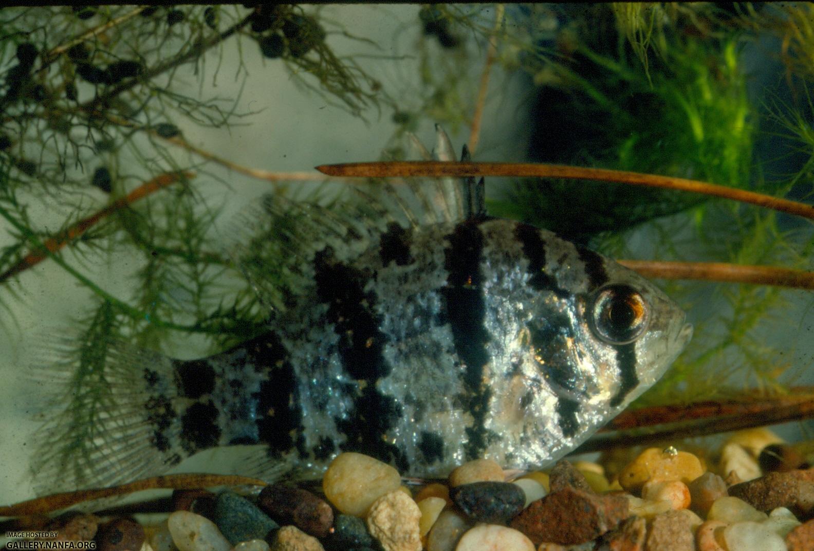 Blackbanded Sunfish