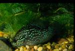 Bluespotted Sunfish (4)
