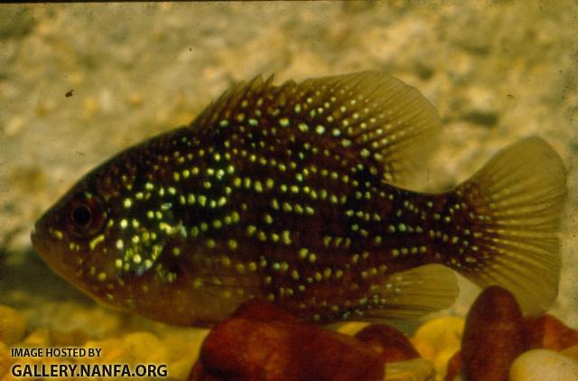 Bluespotted Sunfish (6)