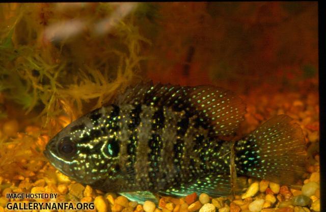 Bluespotted Sunfish (7)