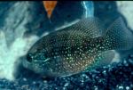 Bluespotted Sunfish (8)