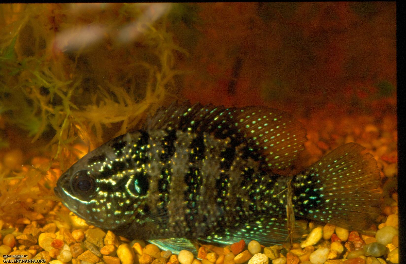 Bluespotted Sunfish (7)