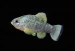 Nazas Pupfish - Cyprinodon nazas