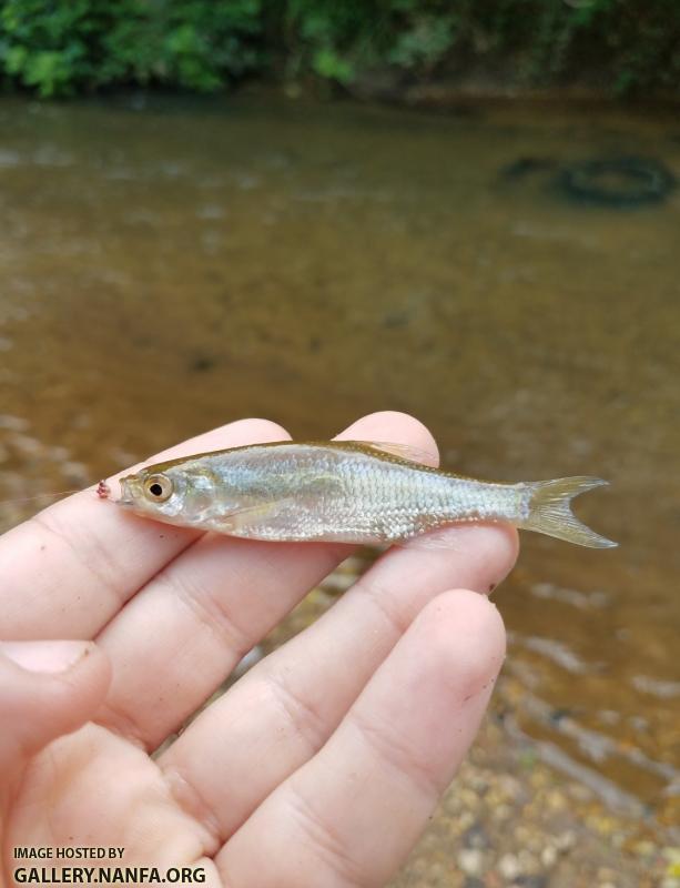 Juvenile, 5/30/19 Little Yadkin River, NC