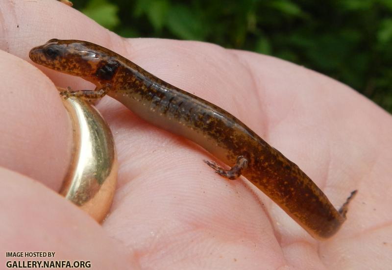 salamander 2