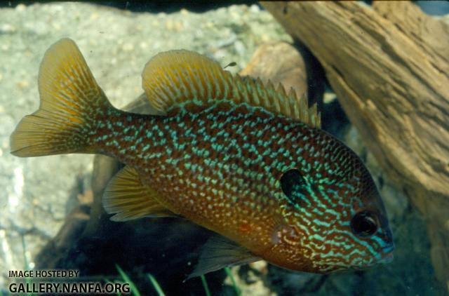 Longear Sunfish (2)