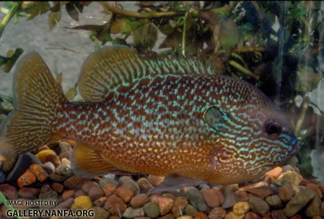 Longear Sunfish (4)