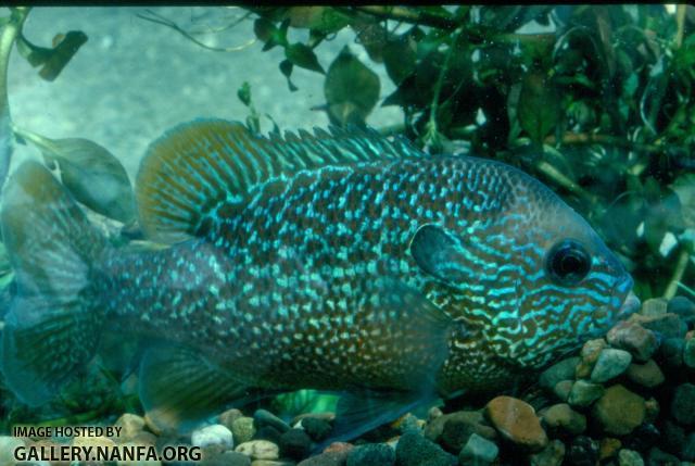 Longear Sunfish (6)