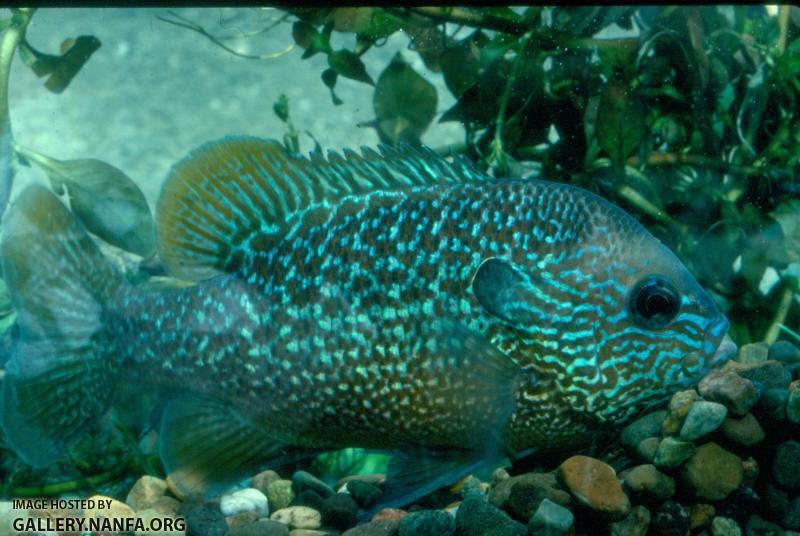 Longear Sunfish (6)