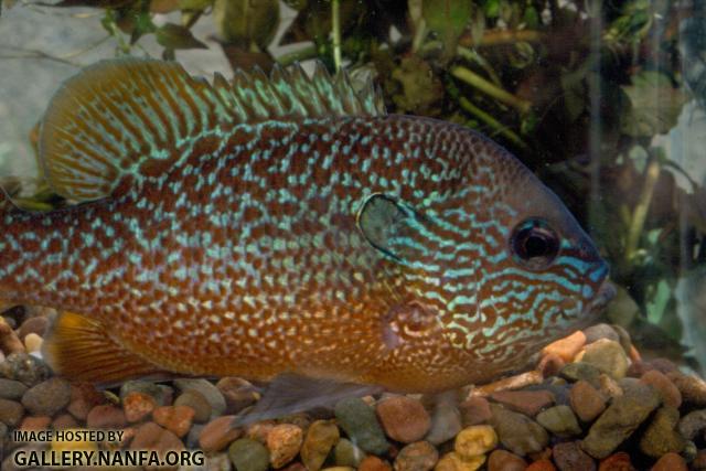 Longear Sunfish (8)
