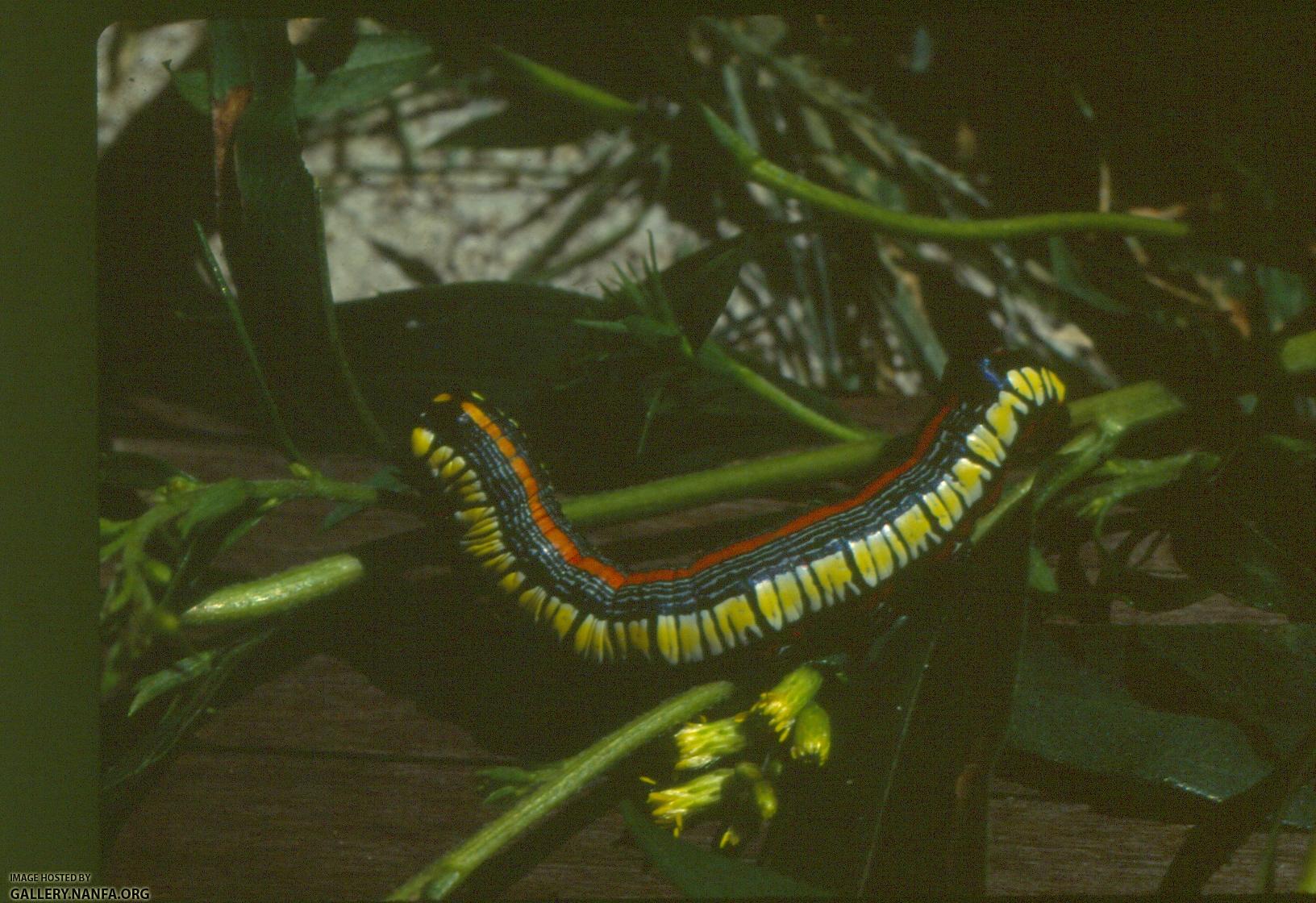 Caterpillar (3)