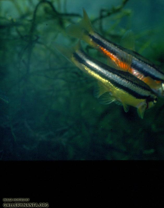 Northern Redbelly Dace (3)
