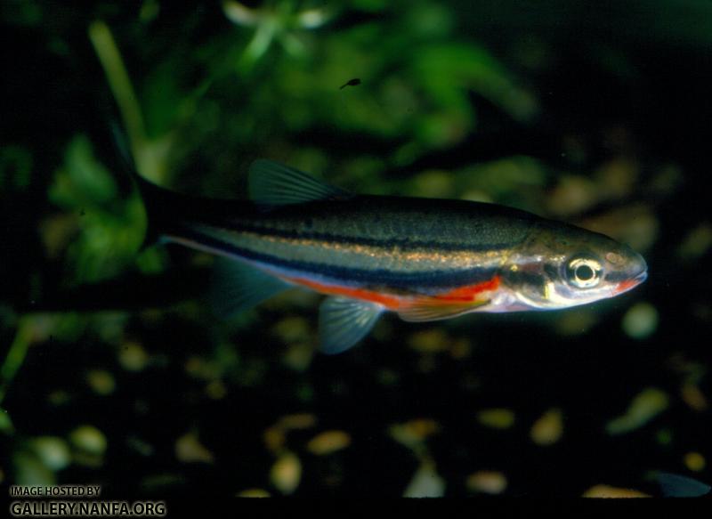 Northern Redbelly Dace (4)
