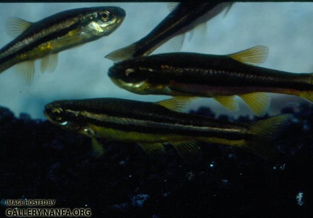 Northern Redbelly Dace (5)