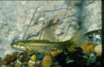 Speckled Dace (2)