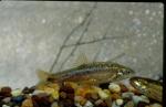 Speckled Dace